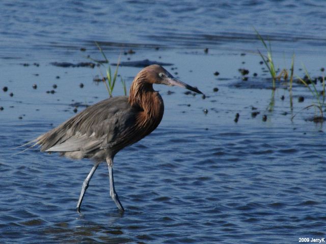 Reddish Egret